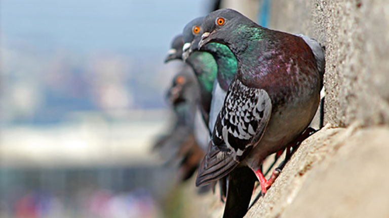 Pigeons perched on the side of a building