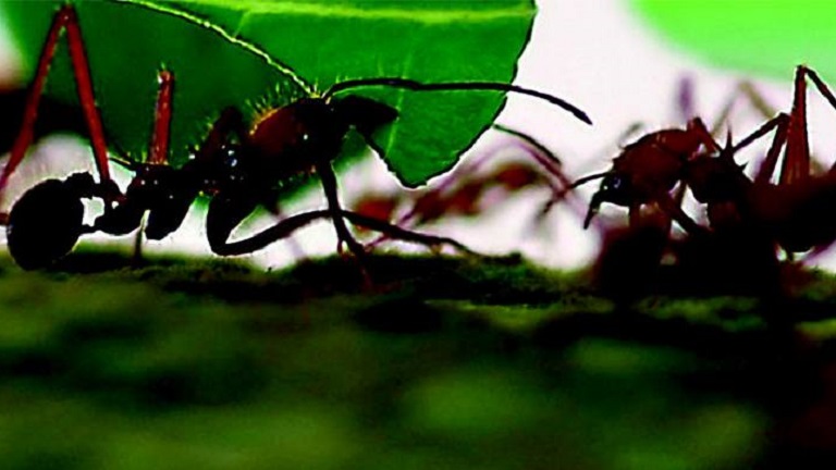 Photo of ants on the grass 