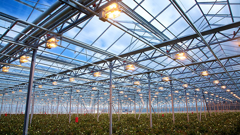 horticulture using LED lighting