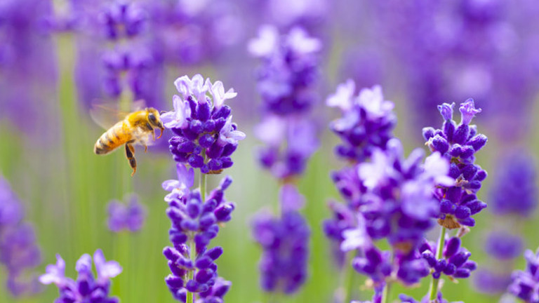 bee polinating a puple flower field